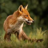 Stephen Dehavilland: Red Fox - 20