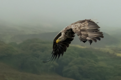 Andre-Neves_Laser-Focus-White-tailed-Eagle
