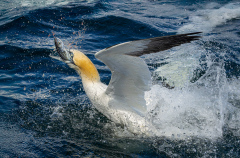 Ian-Tulloch_Catch-of-the-Day Ian-Tulloch_Catch-of-the-Day