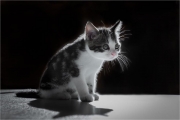 Andre Neves_Mimi the Kitten