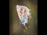 Gary Baker - Common Blue.