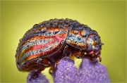 Ian Tulloch_Rosemary Beetle after the rain