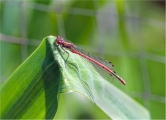 Richard Schramm_Large Red Damselfly