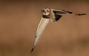 Ron Byfield_Short eared Owl