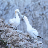 Andre Neves: Gannet Courtship - 19