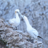 Andre Neves: Gannet Courtship - 19 Andre Neves: Gannet Courtship - 19