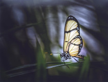 Annette Willacy: The Butterfly - 20