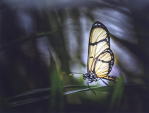 Annette Willacy: The Butterfly - 20 Annette Willacy: The Butterfly - 20