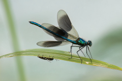 19 Andre-Neves_Male-Banded-Demoiselle 19 Andre-Neves_Male-Banded-Demoiselle