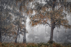 19 Nigel-Northwood_autumns-embrace