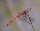 Ian Tulloch_Common Darter Resting