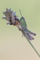 Meadow Grasshopper