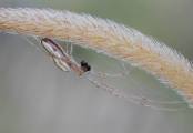 Ian-Tulloch_Long-jawed-Orb-Weaver-with-Prey