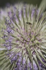 Jenny Collier_Teasel Traveller