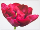 Cath Brooksbank_Tulip Antriaciet
