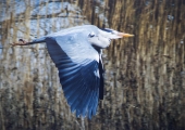 Ian Tulloch_Grey Heron