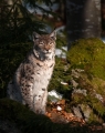 Paul Ivory_Lynx at first light