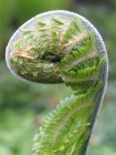 Cath Brooksbank_Unfurling