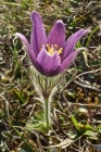 David Gray_Pasque Flower