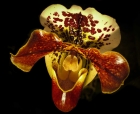 Jenny Collier_Brown Orchid
