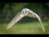 Gary Baker_Barn Owl Quatering