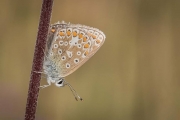 Andre Neves_Female common blue Andre Neves_Female common blue