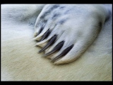 Gary Baker_Seal Pup Gary Baker_Seal Pup