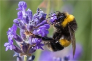 Ian Tulloch_Bumble-Bee on Lavender