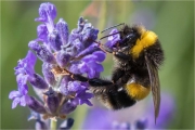 Ian Tulloch_Bumble-Bee on Lavender Ian Tulloch_Bumble-Bee on Lavender