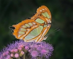 Peter North_Malachite Butterfly nectaring on Ageratum Peter North_Malachite Butterfly nectaring on Ageratum