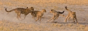 Ray Hewett_Cheetah Cubs Playing_Botswana