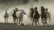 Stephen DeHavilland_Power of the Herd