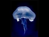 Gary-Baker_Jelly-Fish
