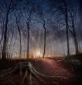 Peter-North_Dawn-at-Fox-Covert