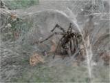 Jenny-Collier_Labyrinth-Spider-possiblly