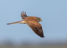Bill Hamilton, Kestrel on the move - 19