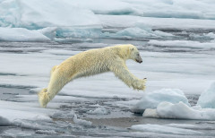 Ian Tulloch, Polar Bear Leaping - 20 Ian Tulloch, Polar Bear Leaping - 20