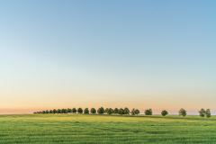 John McDowall_Tree line