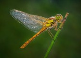Ian Tulloch_Common Darter with Dew Drops