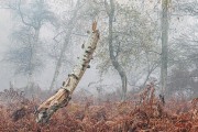 Nigel Northwood_The leaning, broken and twisted