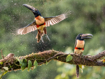 Bill-Hamilton_Aracaris-in-the-rain