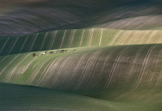 Peter-North_Fallow-Deer