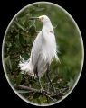 Barbara Stanley _ Windswept Egret