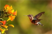 Ian Tulloch_Santa Marta Woodstar Hummingbird