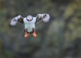 Coming-in-to-land_Andre-Neves
