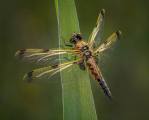 Ian-Tulloch_4spotted-Chaser