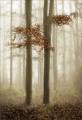 Keith-Truman_Season-of-mists-and-mellow-fruitfulness