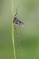 Andre-Neves_Mayfly