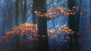 Nigel-Northwood_-Forever-Autumn