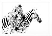 Graham Martin_Zebras Crossing Graham Martin_Zebras Crossing